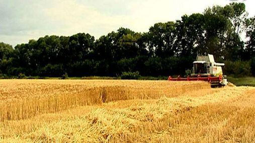Україна може нагодувати хлібом понад 200 млн осіб, - зернотрейдери