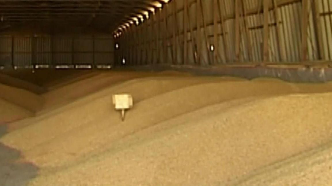 Цього року Україна зможе експортувати 37 млн тонн зернових