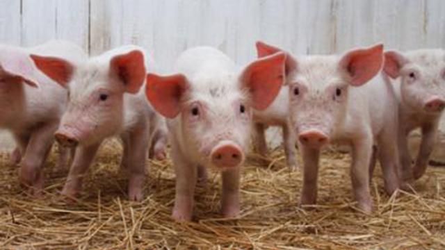 Вірменія заборонила імпорт свинини з України