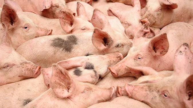 Молдова запретила импортировать свинину из Украины