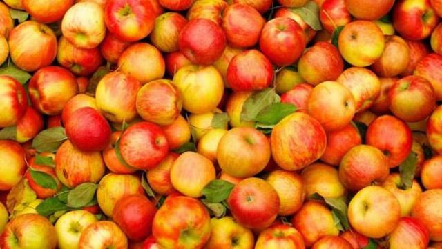 Беларусь продала России в 5 раз больше яблок, чем вырастила