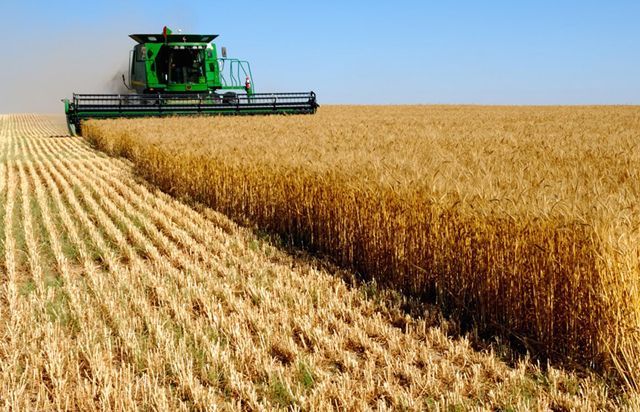 Україна не має достатньо транспорту для експорту свого зерна, – Кутовий