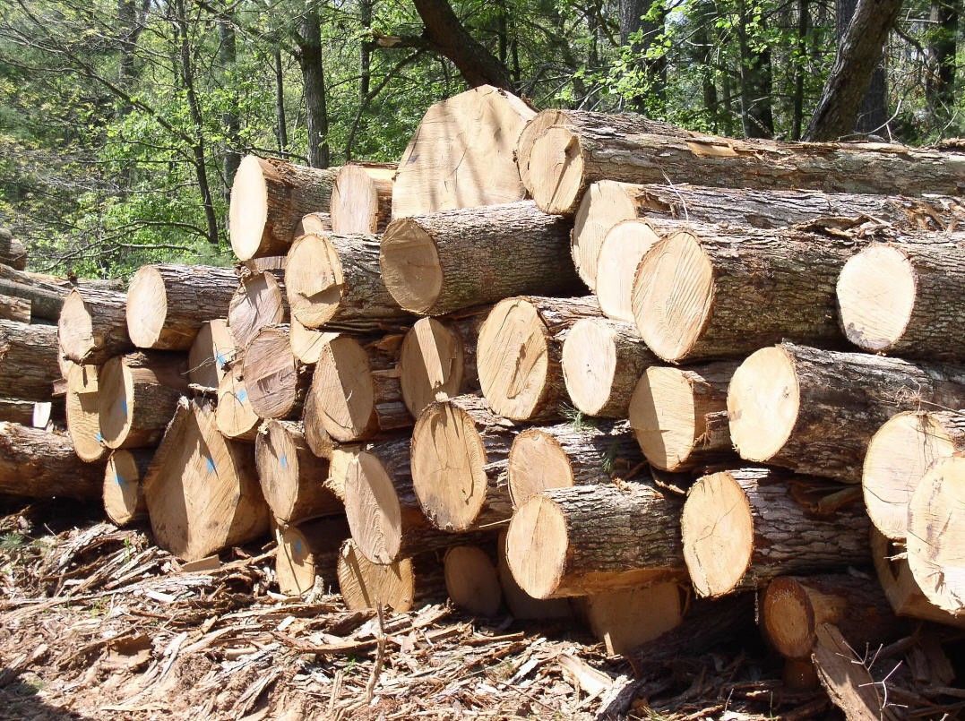Ініціатива з реєстрацією контрактів на експорт лісу виглядає корупційною, – Саливон