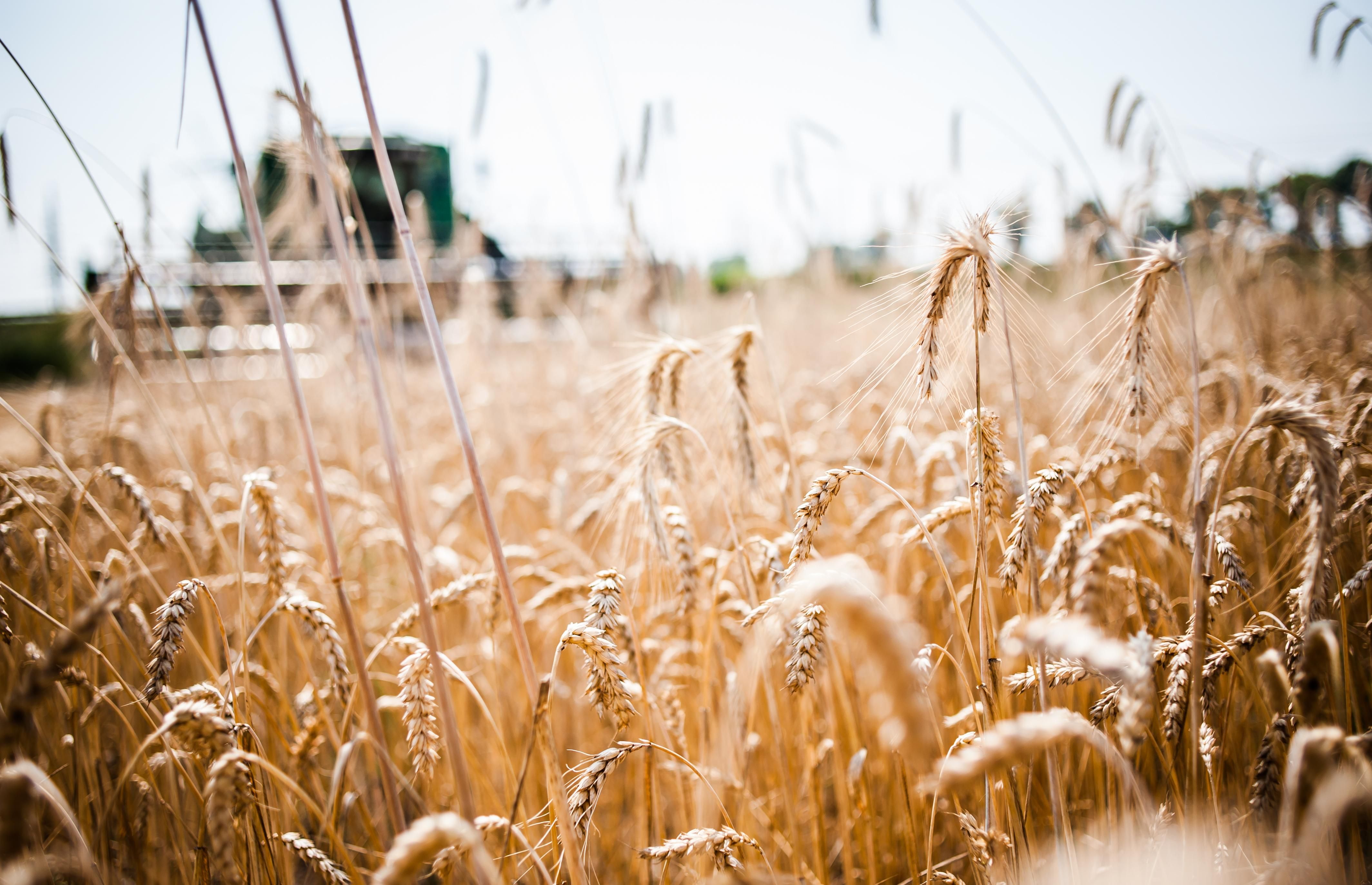 Украина в 2017 году экспортировала рекордное количество зерна: эксперты озвучили цифры