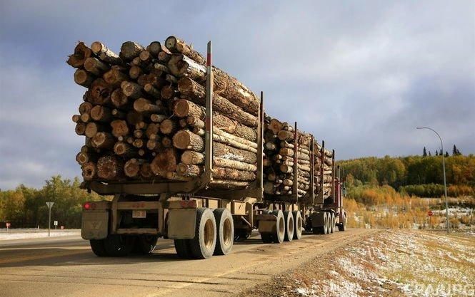 Есть огромная темная сторона украинского экспорта леса в Европу, – эксперт