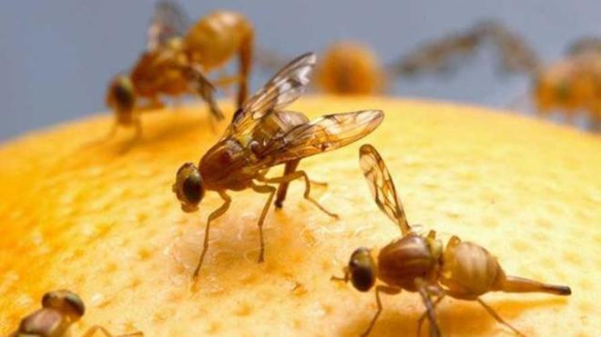 Два государства отправили в Украину почти 40 тонн зараженных продуктов