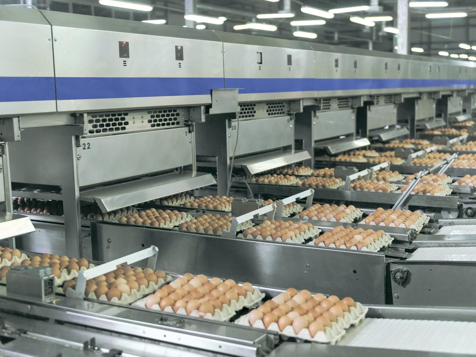 "Авангард" за полгода существенно увеличил производство и экспорт украинских яиц