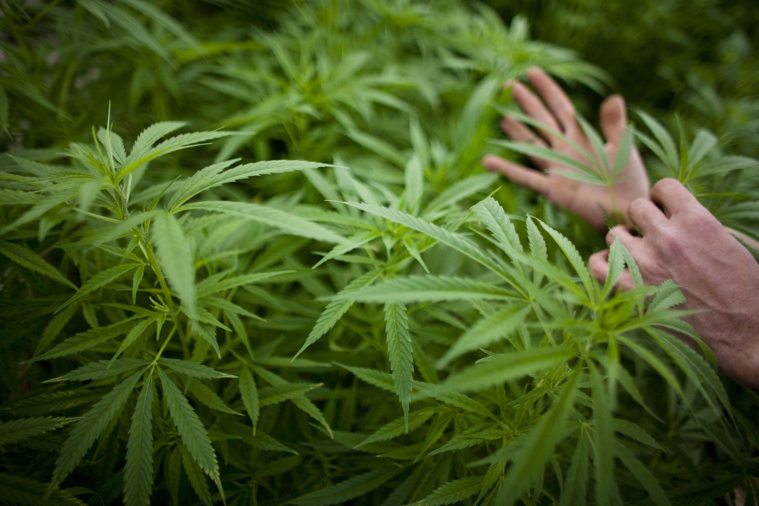 Акції компанії з вирощування марихуани зросли на 24%